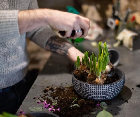 Vente de plantes d'intérieurs