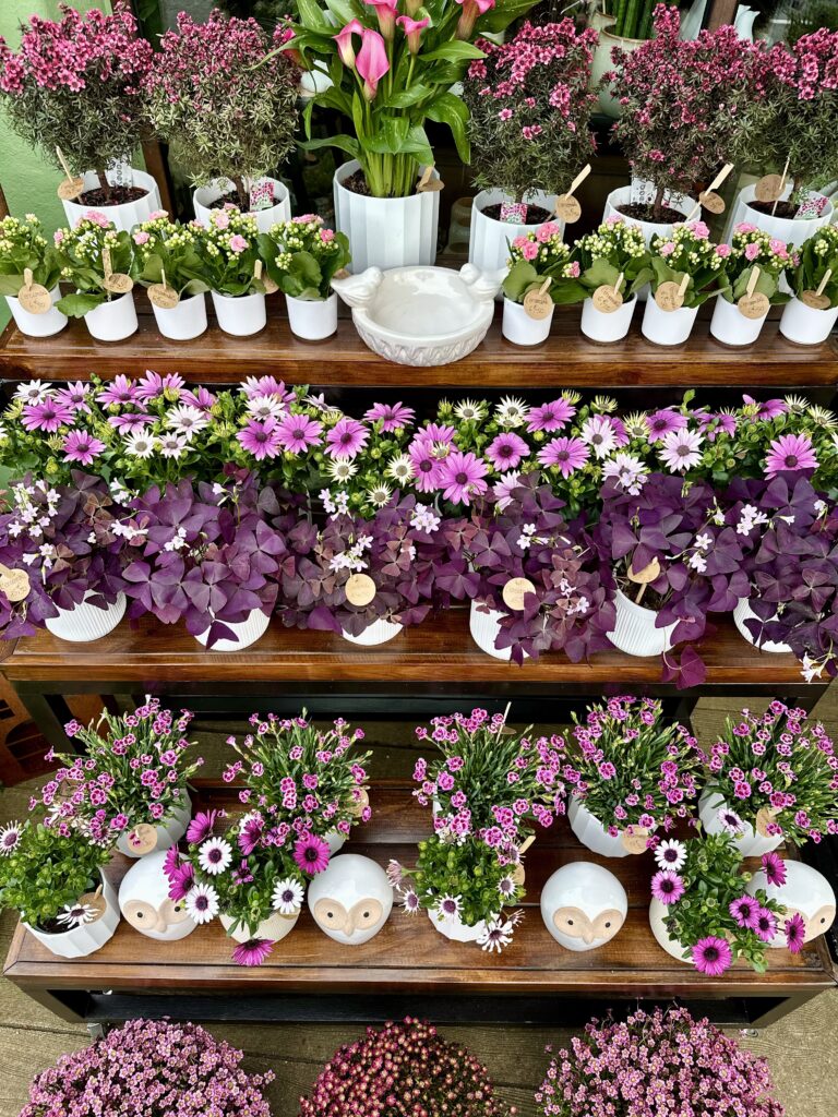 Plantes Verte Fleuriste Bouguenais Nantes
