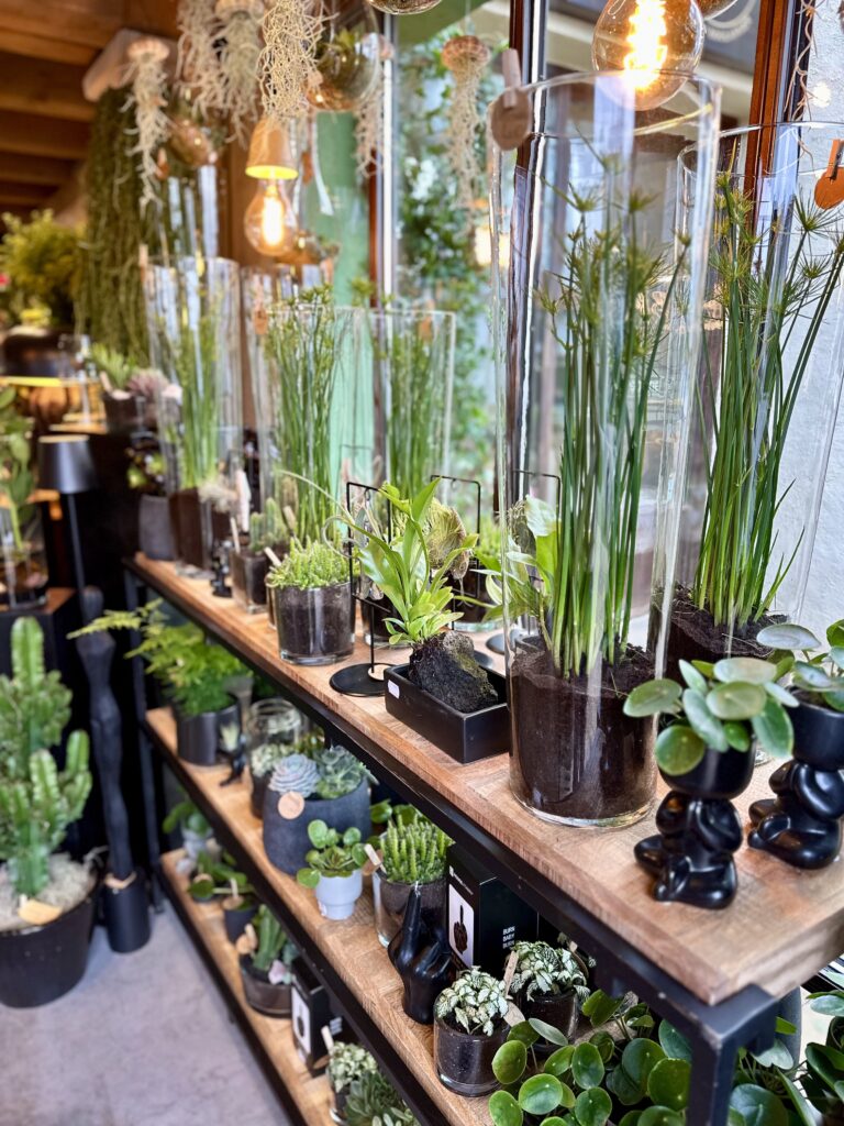 Plantes Verte Fleuriste Bouguenais Nantes