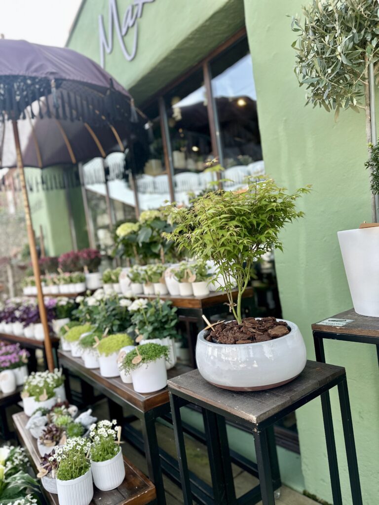 Plantes Verte Fleuriste Bouguenais Nantes