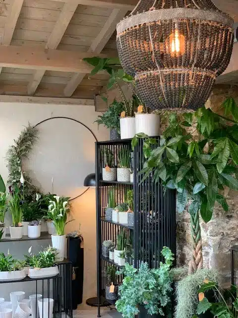 Plante Verte Maxime B Fleuriste nantes Bouguenais